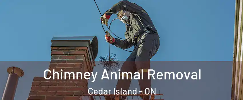Chimney Animal Removal Cedar Island - ON