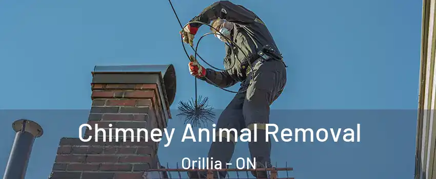 Chimney Animal Removal Orillia - ON