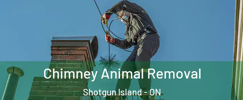 Chimney Animal Removal Shotgun Island - ON