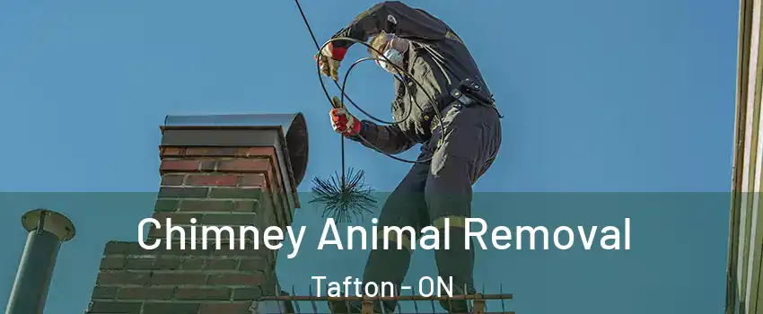  Chimney Animal Removal Tafton - ON